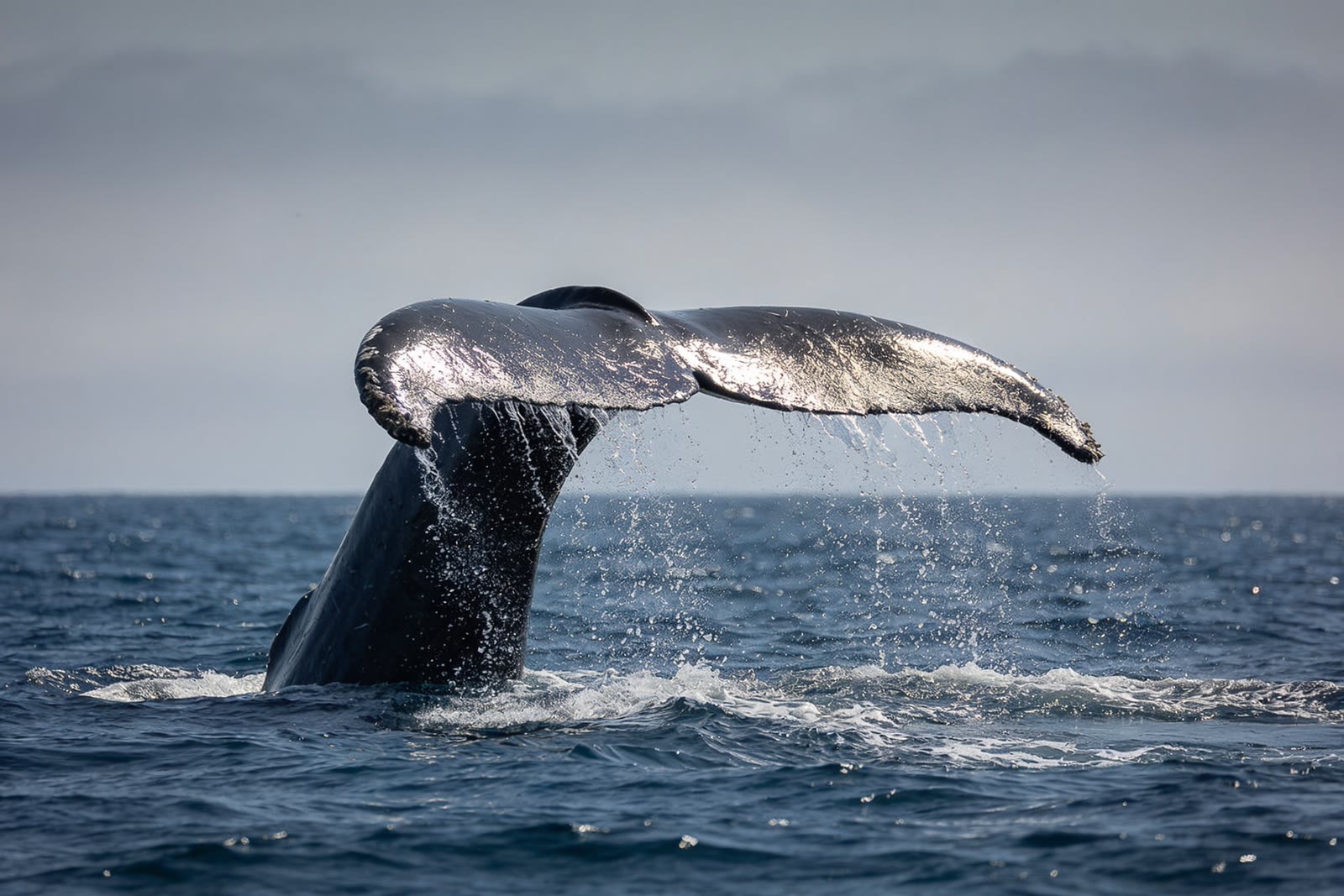 Fluke, Open ocean