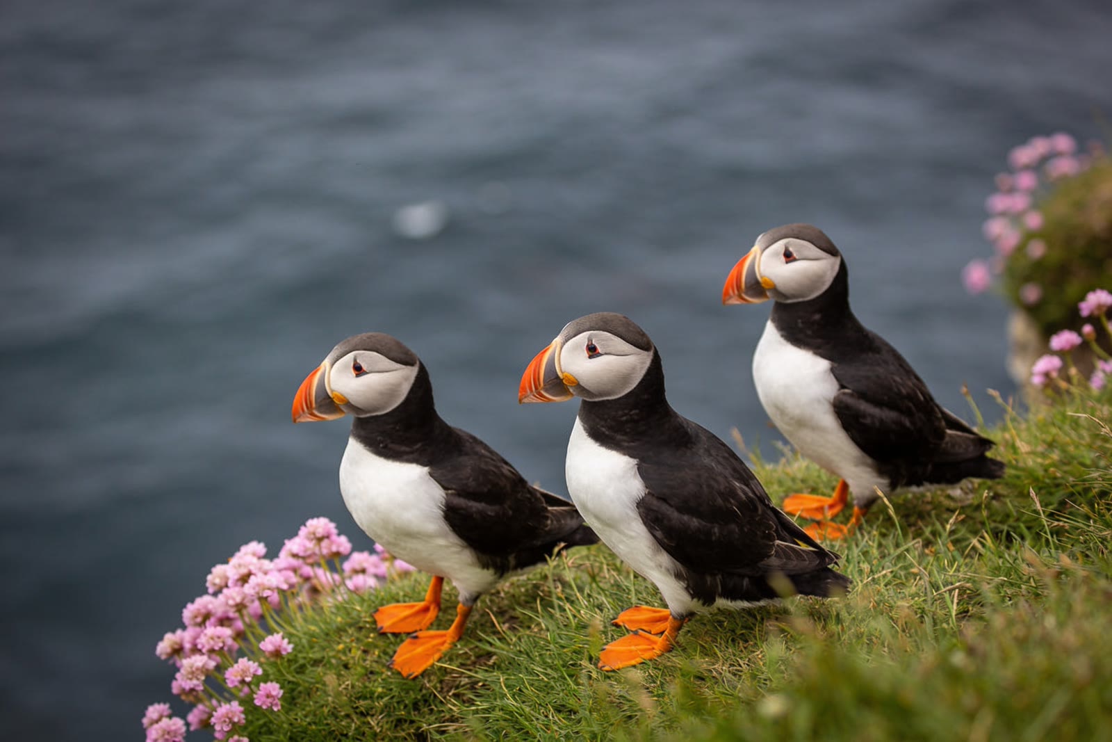 Cliff Edge, Sea cliffs